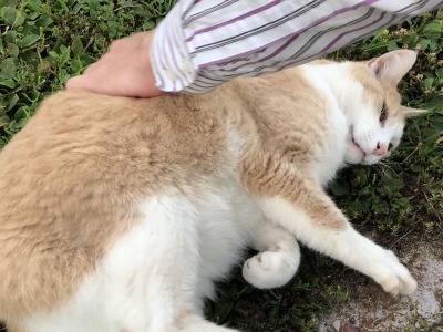 アプリコット&ブルーベリーのパイと近所の猫_c0353373_01431763.jpg