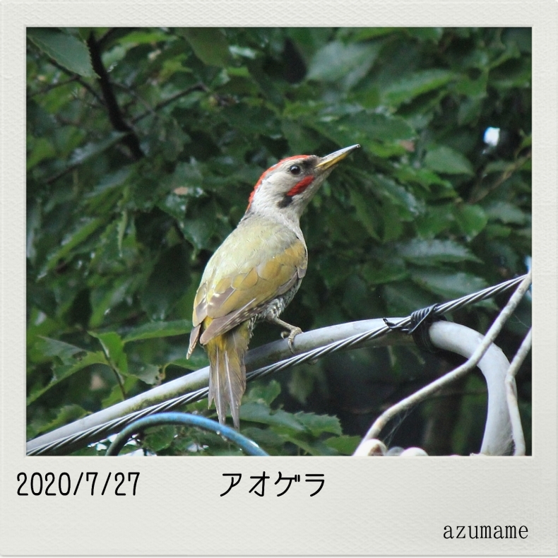 7月の野鳥_d0376975_14531150.jpg