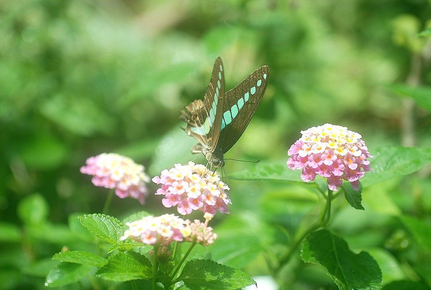 秋立ちて_c0187781_10283996.jpg