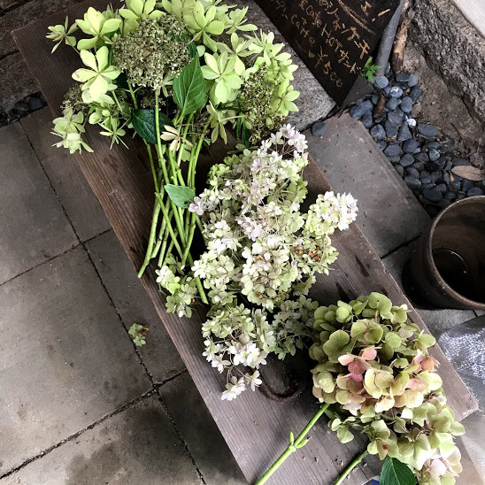 ふくことカフェ自慢の小さな庭。紫陽花の終わり_e0359584_16031906.jpg