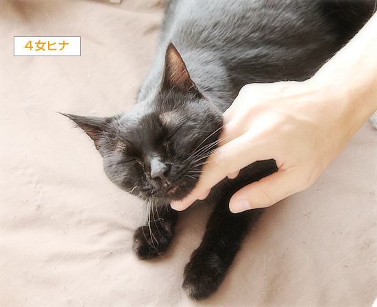 ヒナのその後_a0389088_15401860.jpg