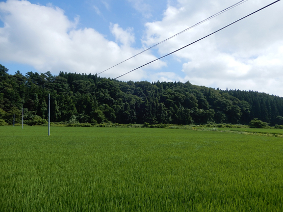 田園と電信柱のある風景_d0366590_06151640.jpg