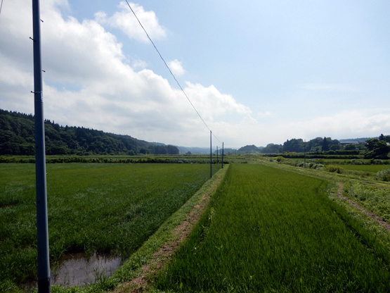 田園と電信柱のある風景_d0366590_06151655.jpg
