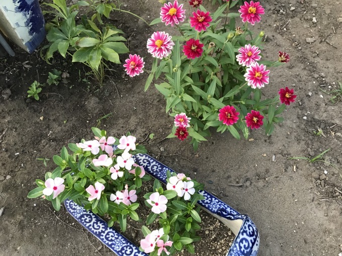 道端の花 リンとヒメの散歩道 道端の花 リンとヒメの散歩道