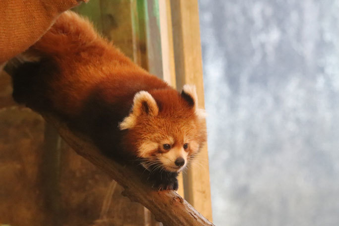レッサーパンダの子供たち「シンファ&メイファ」(多摩動物公園 November 2019)_b0355317_21203137.jpg