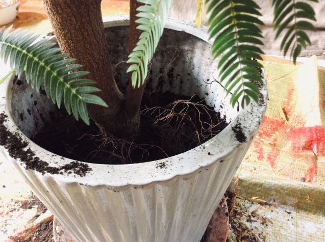 エバーフレッシュの植え替え 胞子の庭