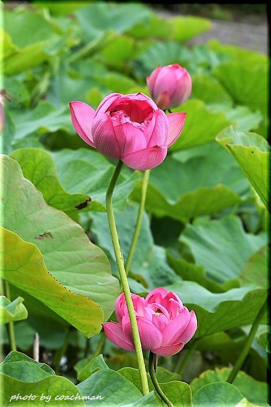 蓮の花は仏の花 3 北海道photo一撮り旅