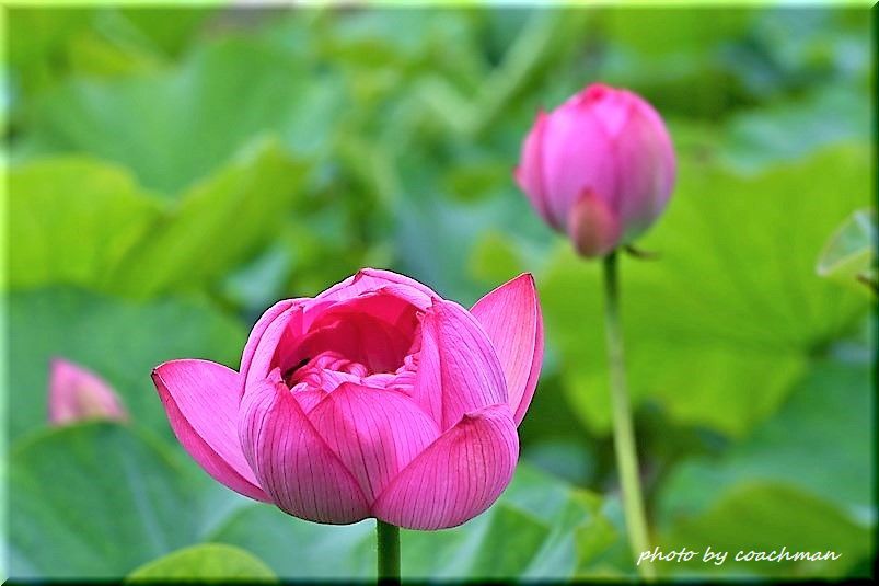 蓮の花は仏の花 3 北海道photo一撮り旅