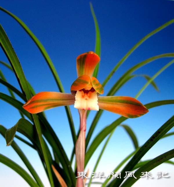 日本春蘭。大虹。4本。赤縞花。韓国春蘭。