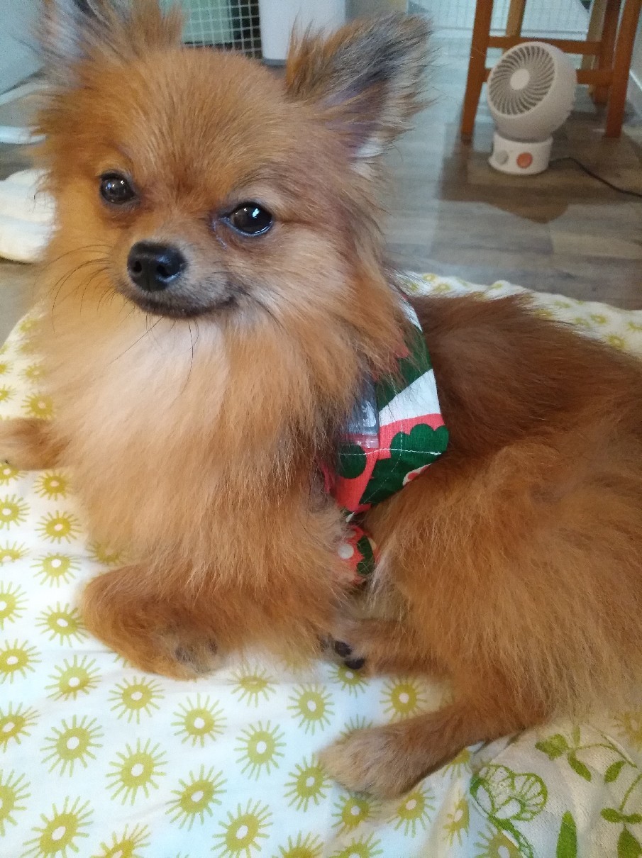 犬用の保冷グッズ_e0109163_18085844.jpg