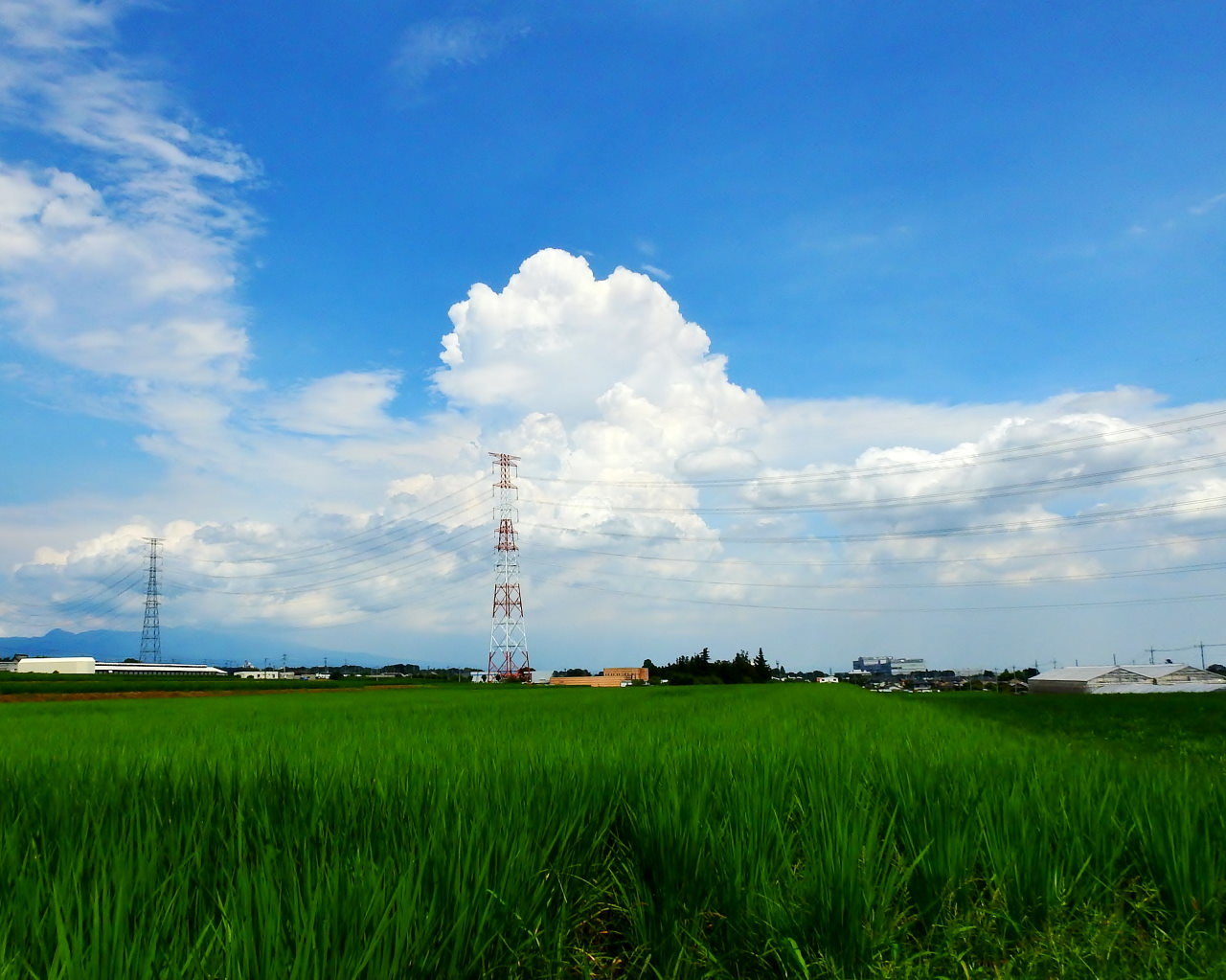 農道から夏雲など_c0305565_17432902.jpg