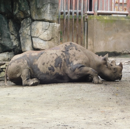 コロナ休園明けの金沢動物園のクロサイ 2020.7.30_e0266067_23084712.jpg