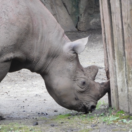 コロナ休園明けの金沢動物園のクロサイ 2020.7.30_e0266067_23115243.jpg