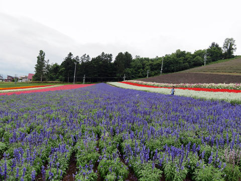 金山湖 富良野方面へ_f0083977_22073798.jpg