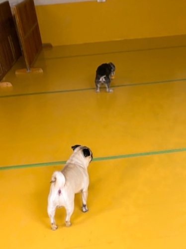 仲良くお泊り!_f0357682_19555035.jpg