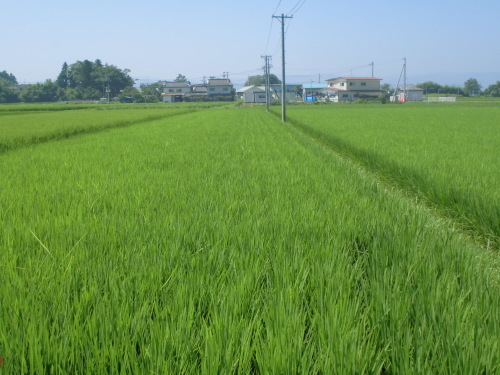 8月11日の田んぼの様子(下目黒小・枝野小学習田)_d0247484_09112764.jpg