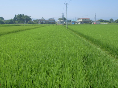 8月11日の田んぼの様子（下目黒小・枝野小学習田）_d0247484_09112764.jpg