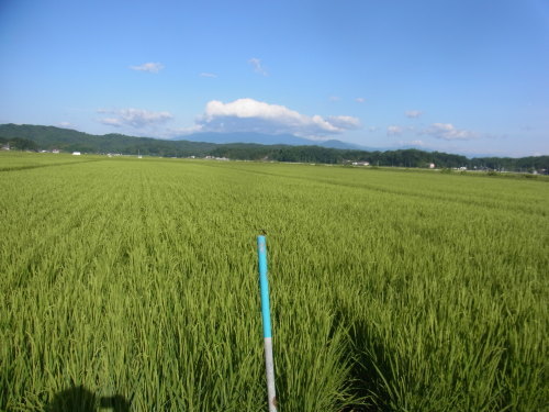 8月11日の田んぼの様子(目黒角田絆交流事業)_d0247484_10532893.jpg