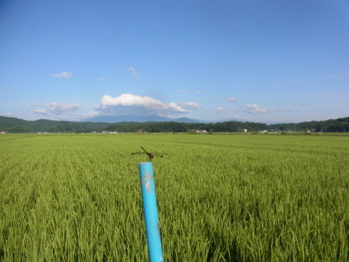 8月11日の田んぼの様子(目黒角田絆交流事業)_d0247484_10533036.jpg