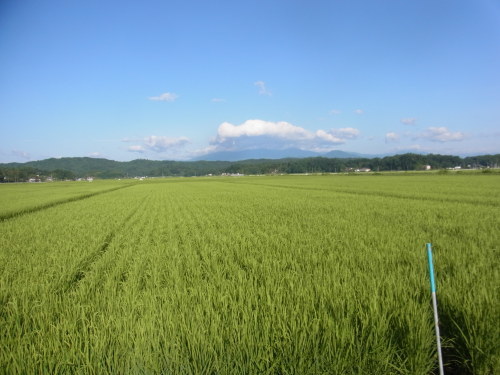 8月11日の田んぼの様子(目黒角田絆交流事業)_d0247484_10533157.jpg