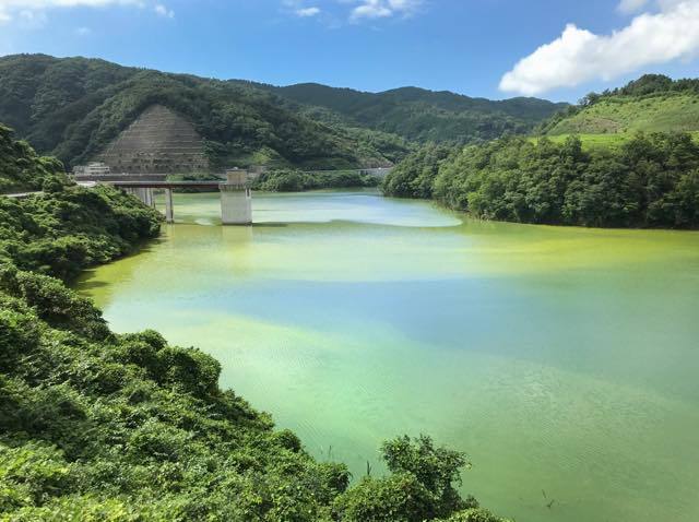 殿ダム湖は毎年この時期になると発生するアオコで......_b0194185_18063810.jpg