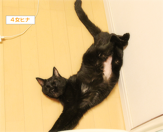 ヒナヒナ、回復への道_a0389088_08493459.jpg