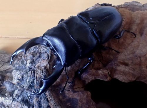 スジブトヒラタ 前ギネス血統♂68.5mmペア