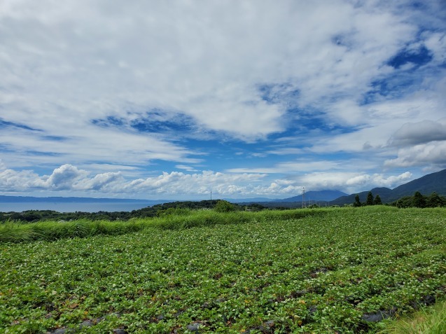 芋畑、ソフトクリーム、桜島_e0359828_14261435.jpg