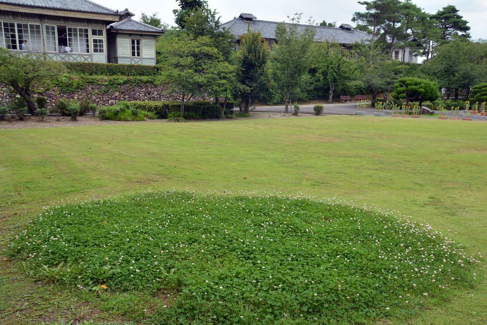 シロツメクサ_e0373930_20252084.jpg
