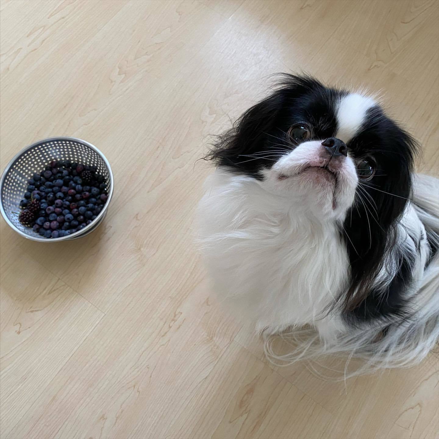 茶々さま食べる食べないベリー類まとめ_d0339433_12283464.jpeg
