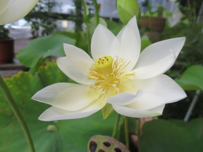 極楽浄土に咲く花 One Day 極楽浄土に咲く花 One Day