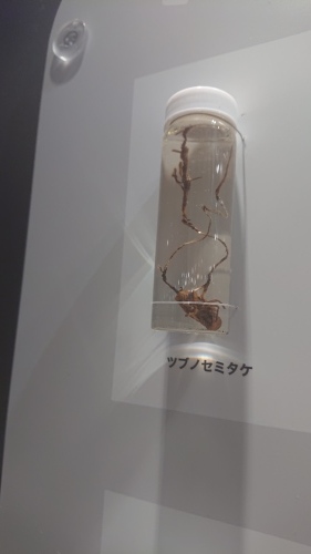 冬虫夏草_d0096268_19371715.jpg