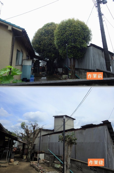 巨大キンモクセイの剪定_b0399773_10205012.jpg