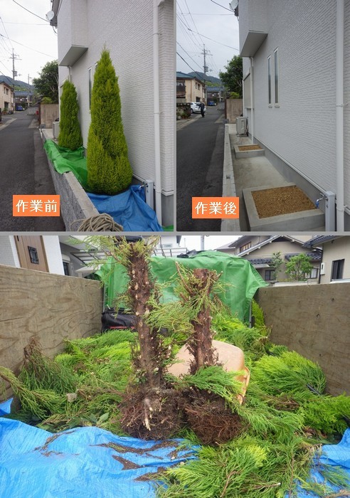 ゴールドクレストの伐採 京都市庭木剪定 庭 佳niwaka 庭木1本からの植木屋