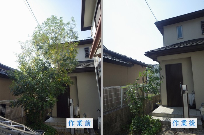 シマトネリコの強剪定 京都市庭木剪定 庭 佳niwaka 庭木1本からの植木屋