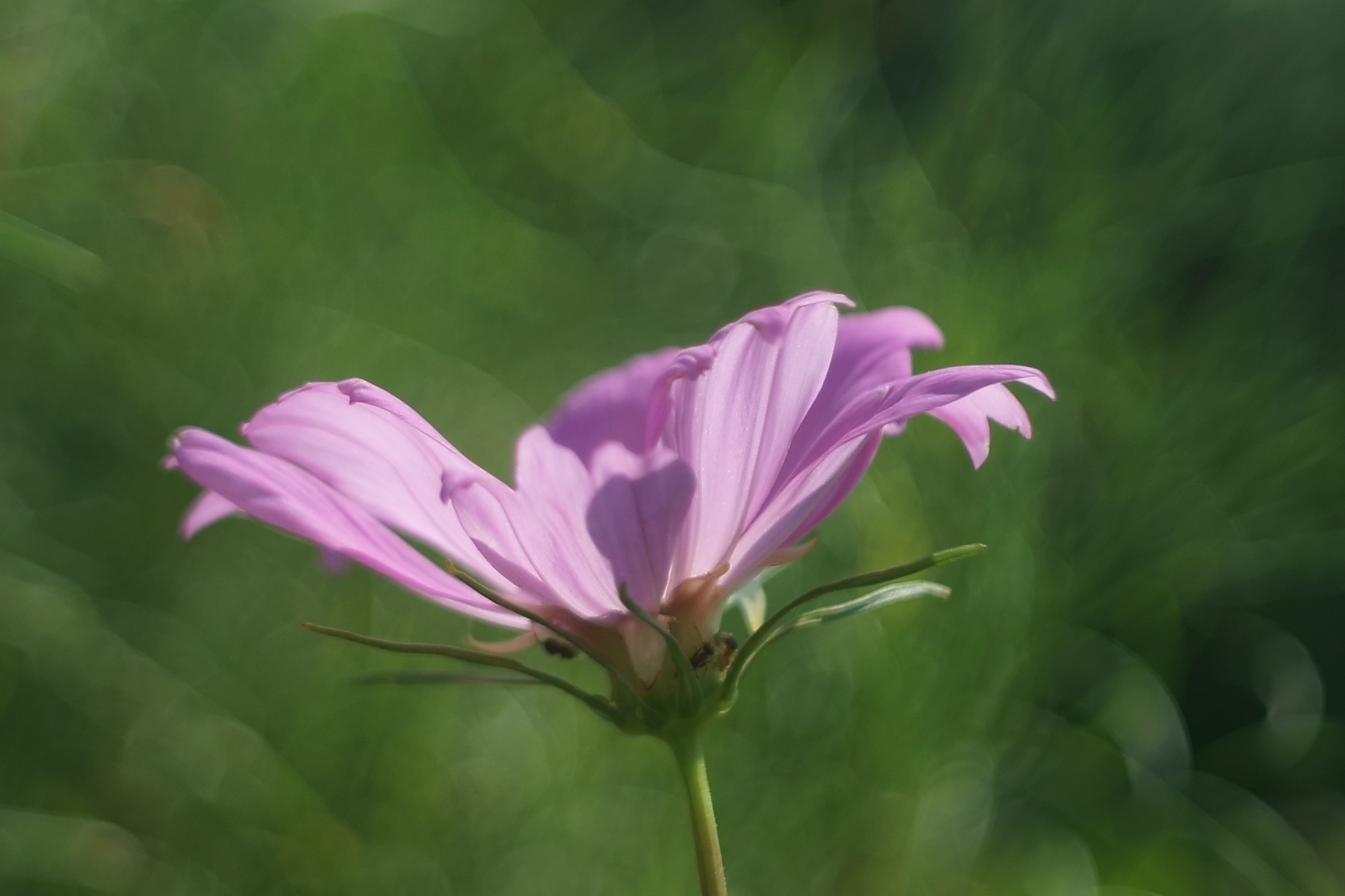 【作例あり】KOWA Kallo W Prominar 35mm F2.8 M42 MOUNT SPIRAL: Kowa Optical Works PROMINAR 35mm F2.8