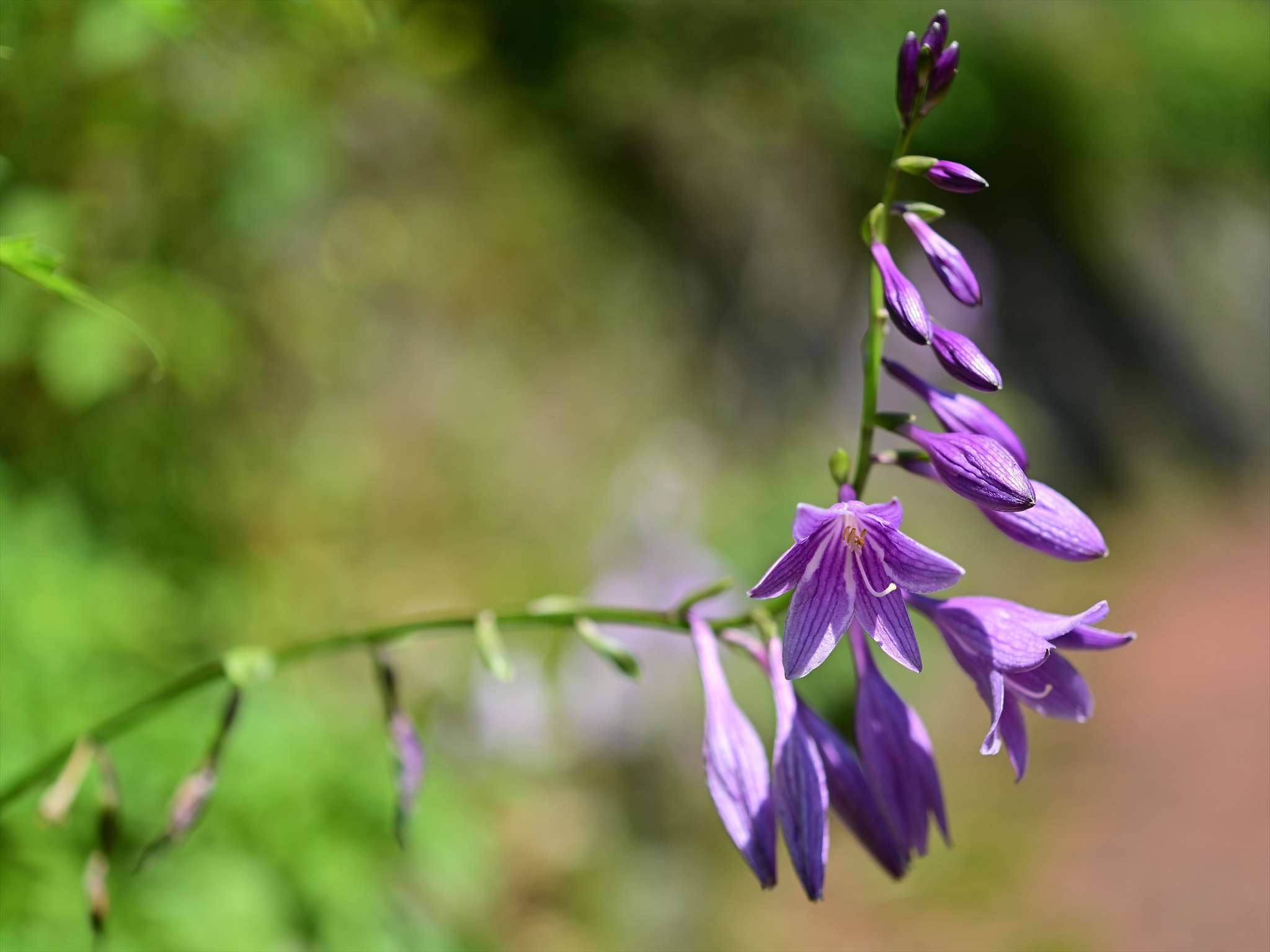 三頭山 野の花山の花ウォッチング In 奥多摩