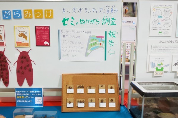 キッズボランティア学習会 セミの抜け殻標本を作ろう 水元かわせみの里水辺のふれあいルーム キッズボランティア学習会 セミの抜け殻標本を作ろう 水元かわせみの里水辺のふれあいルーム