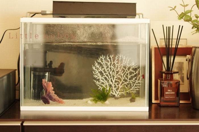 アクアリウムはじめました 熱帯魚 ベタ をリビングで Little Hobby