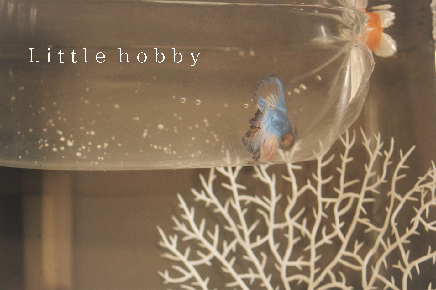 アクアリウムはじめました 熱帯魚 ベタ をリビングで Little Hobby