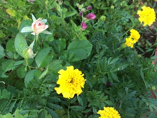 2020年ペルセウス流星群と半田そうめんと庭の花_f0162908_19430515.jpg