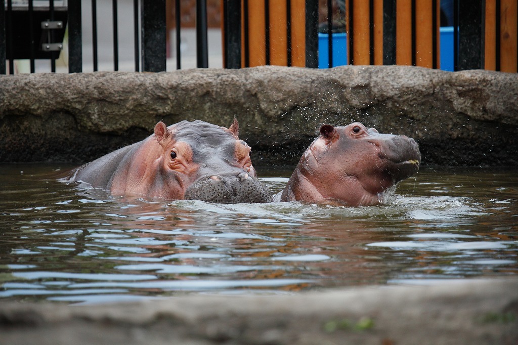旭山動物園 カバ My Favorite Picture