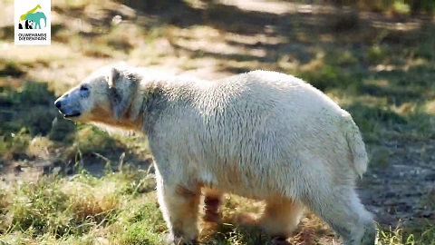 オランダ レネンのアウヴェハンス動物園のユカ Yuka の夏の日 多世代同居 を行った同園の考え方 Polarbearology Conjectaneum オランダ レネンのアウヴェハンス動物園のユカ Yuka の夏の日 多世代同居 を行った同園の考え方 Polarbearology Conjectaneum