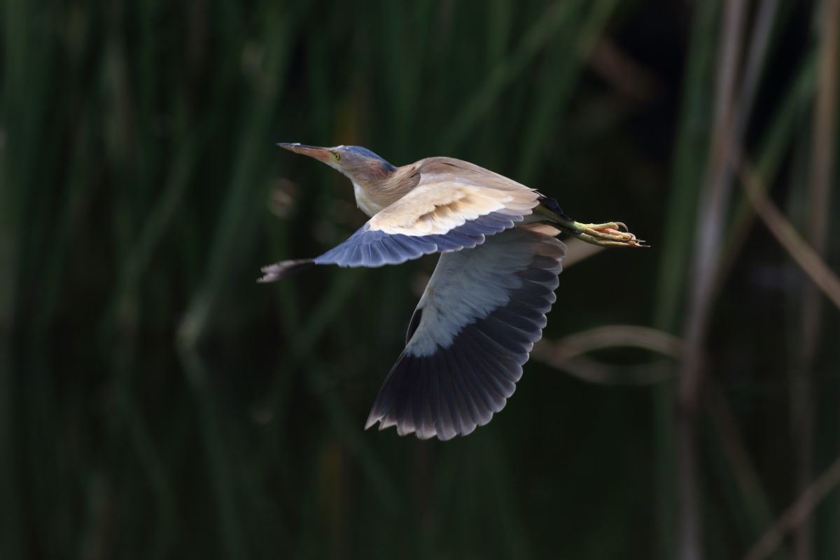 ヨシゴイ 藍色の風切り羽 気まぐれ野鳥写真 ヨシゴイ 藍色の風切り羽 気まぐれ野鳥写真