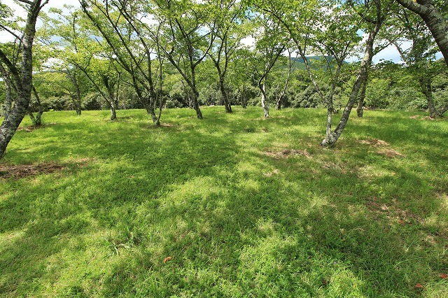 真夏の赤木城跡散策(その3)(撮影:8月10日)_e0321325_11225678.jpg