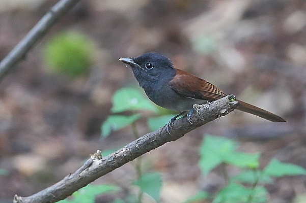 カラ類の群れに混じって現れたサンコウチョウ_e0413627_16373289.jpg