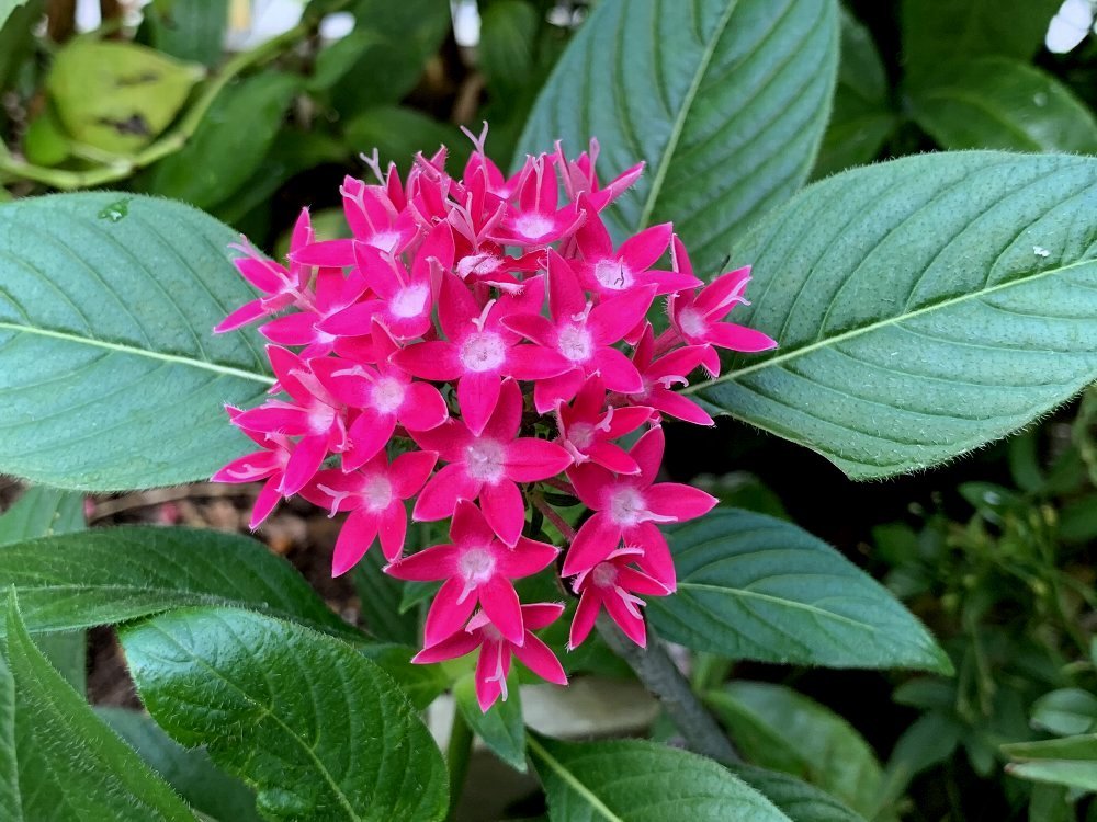 星の形の花 ペンタス ガジャのねーさんの 空をみあげて Hazle Cucu