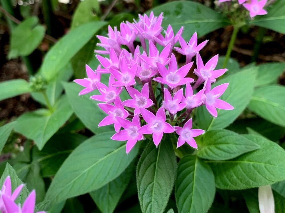 星の形の花 ペンタス ガジャのねーさんの 空をみあげて Hazle Cucu