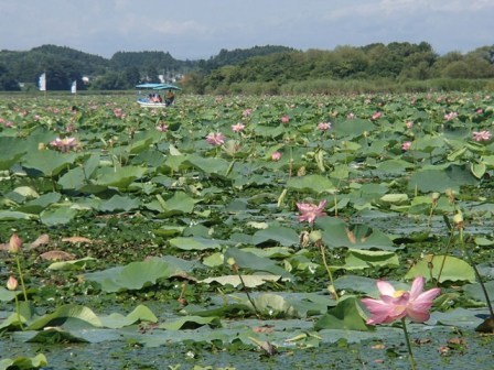 伊豆沼の蓮の花 蔓兵衛の山と庭の日々