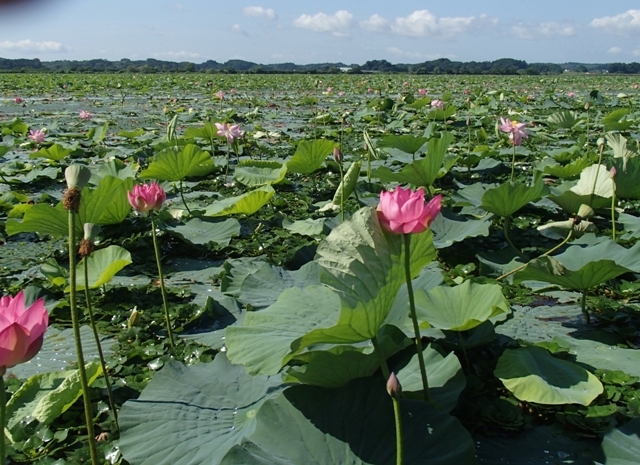 伊豆沼の蓮の花 蔓兵衛の山と庭の日々